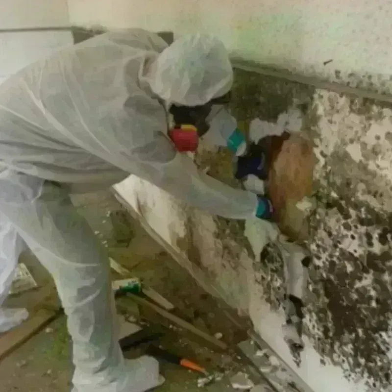 Mold Remediation and Removal in Rosslyn, VA